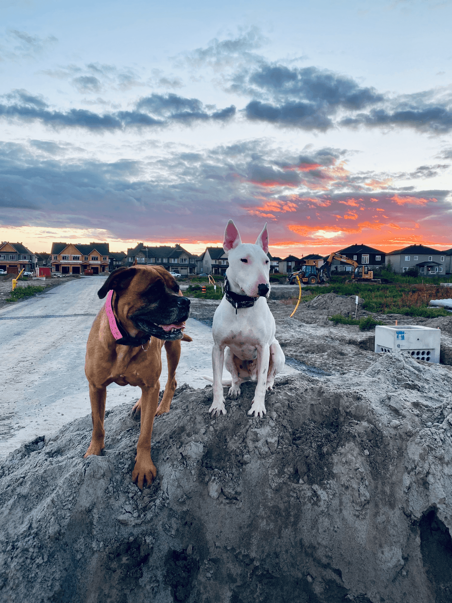 Two dogs sitting on a dirt mound with a sunset and houses in the background.