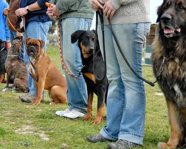 People standing in a row holding leashes of various breeds of dogs during a training session outdoors.