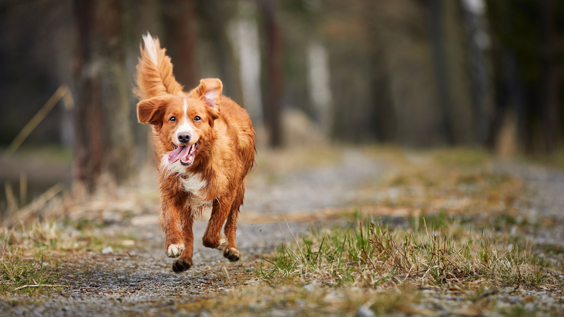 Front view of fast running happy dog