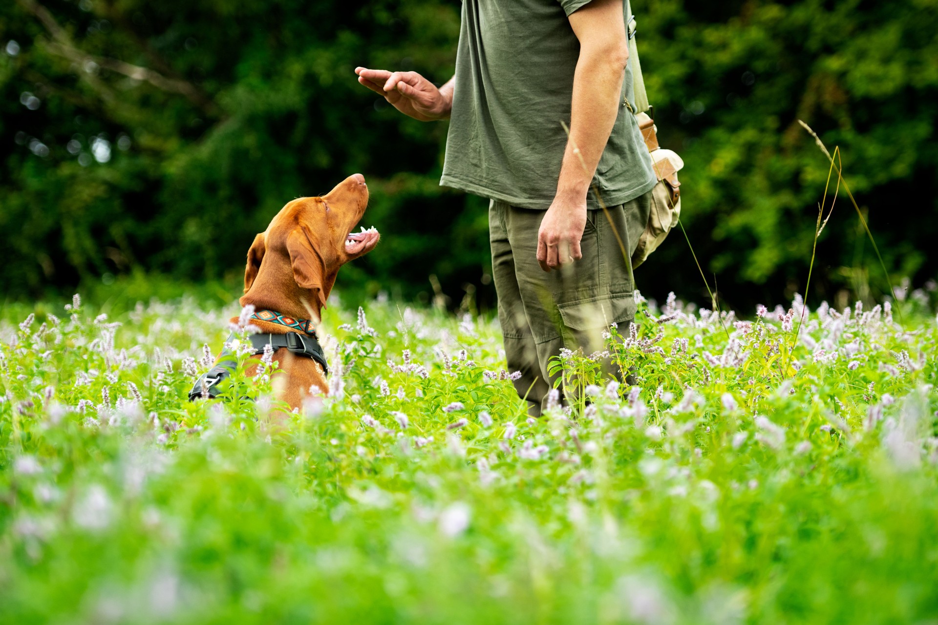 Beautiful Hungarian Vizsla puppy and its owner during obedience training outdoors. Sit command side view.