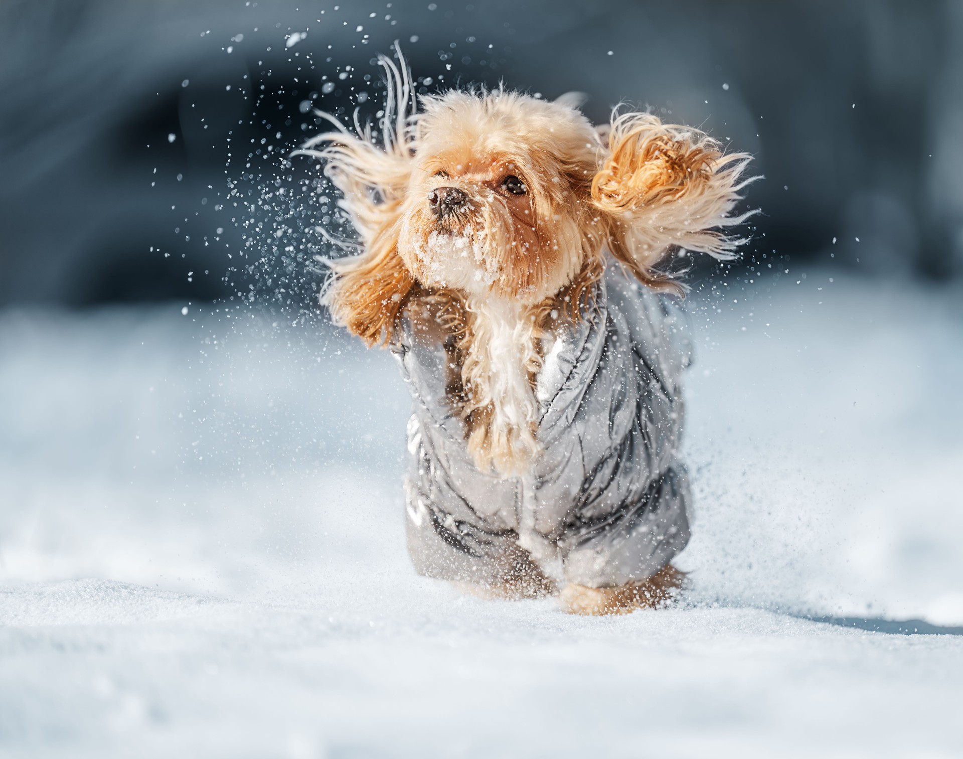 A playful Maltipoo joyfully runs through the snow, sending snowflakes flying in all directions, capturing the essence of winter fun and energy