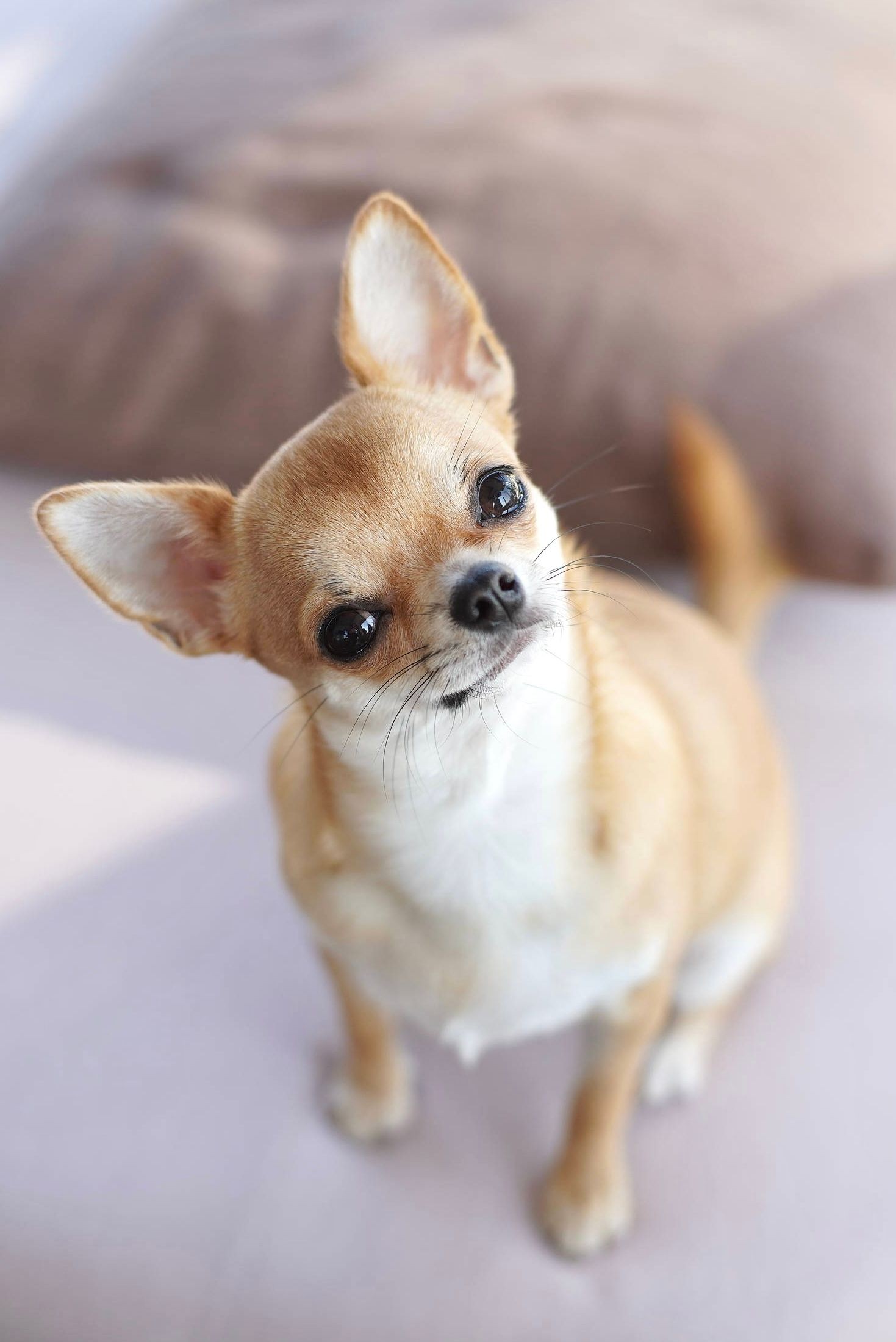 A dog