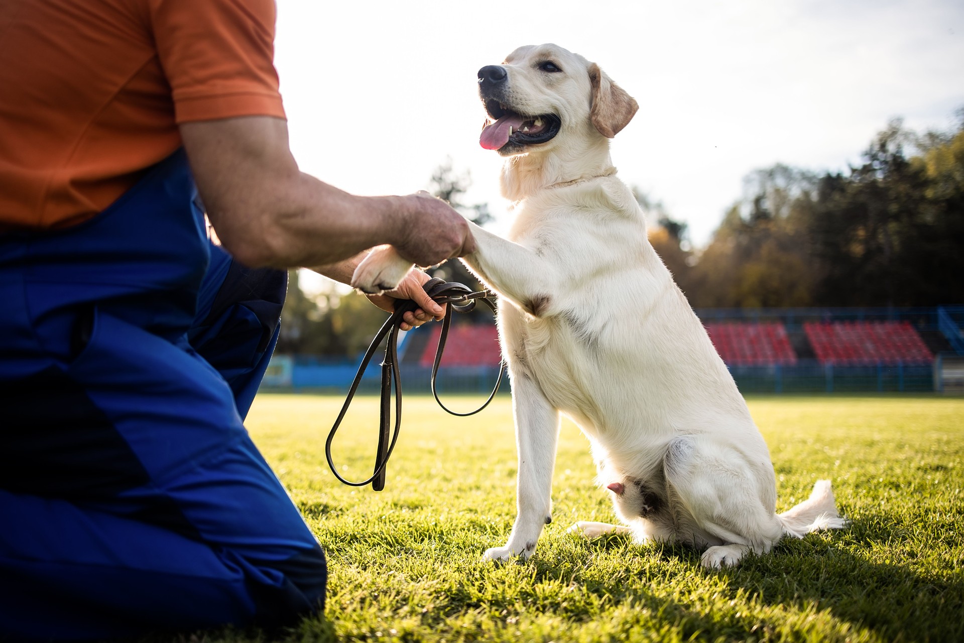 Time to study.Man training his dog.