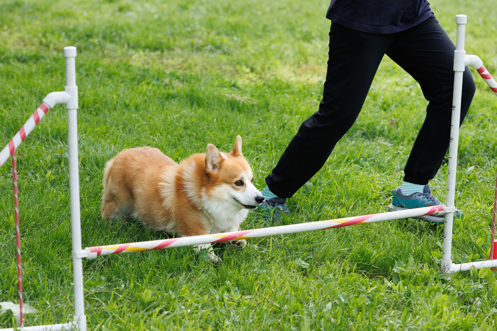 A corgi dog jumps over a barrier at a competition. Agility.