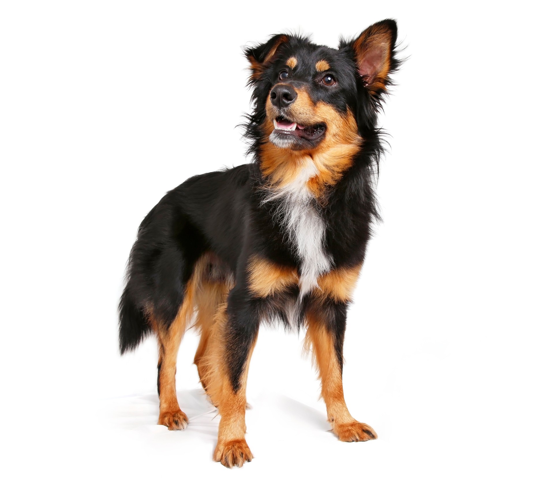 Alert Border Collie and Obedience Training