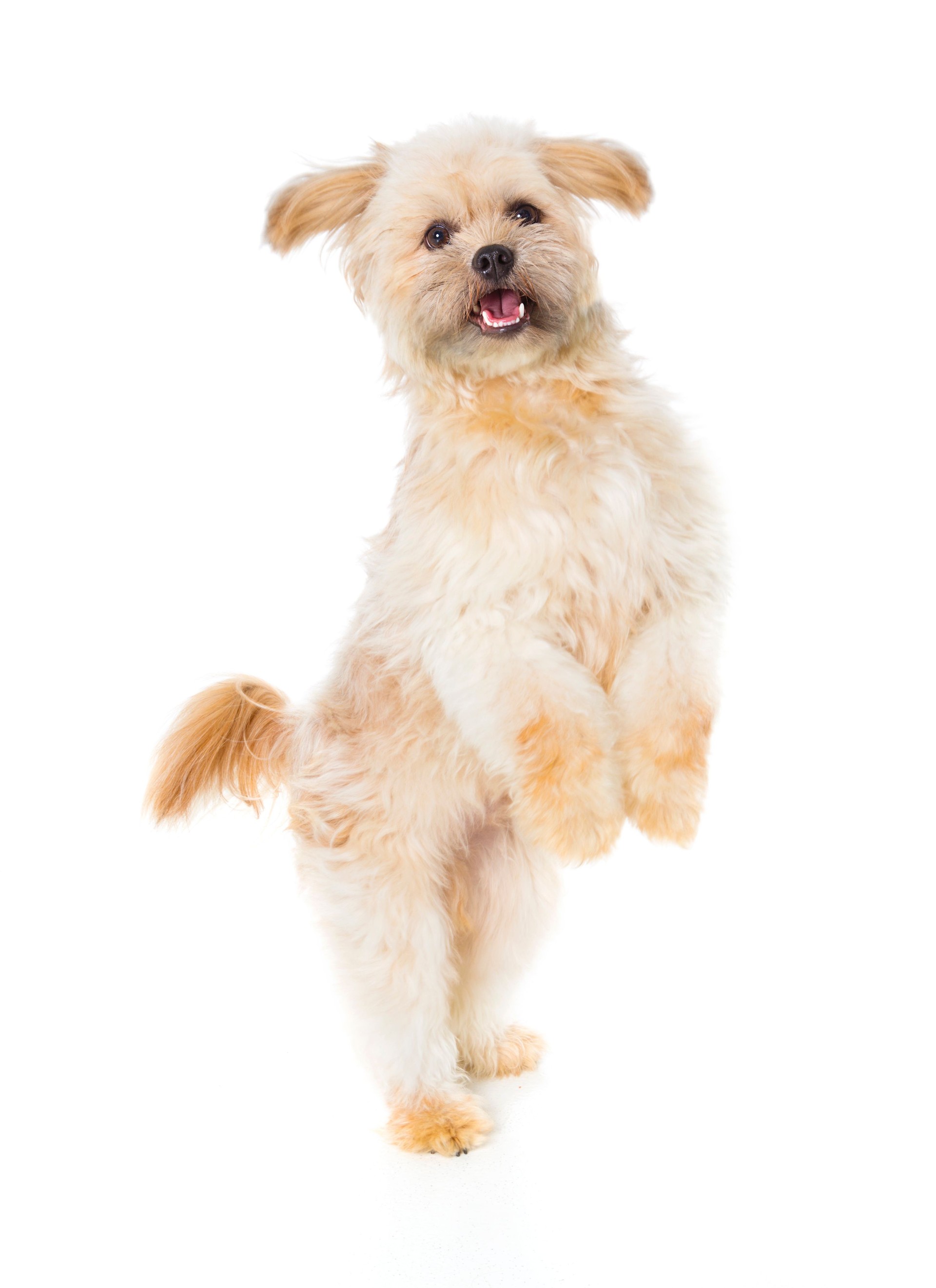 Cute Dog