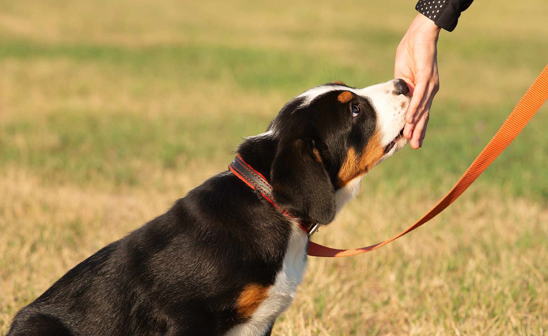 Cute Swiss Mountain Dog puppy on a leash.