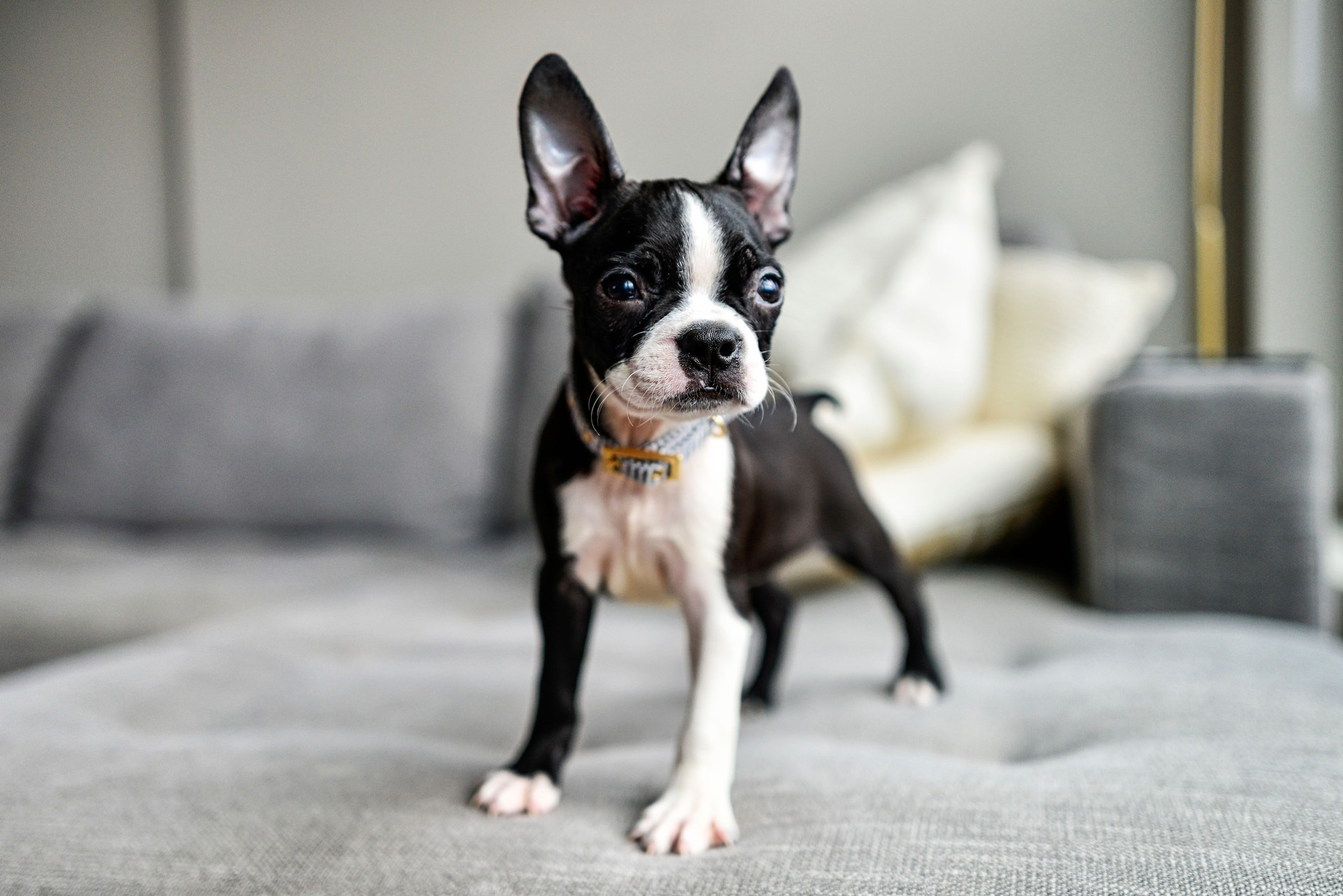 Puppy Boston Terrier with Big Ears